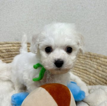 ビションフリーゼ【岐阜県・男の子・2023年12月2日・ホワイト】の写真「小さな4匹兄弟です！」