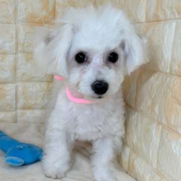 ビションフリーゼ【岐阜県・女の子・2023年12月2日・ホワイト】の写真「柔らかいフワフワ毛の女の子です🐶」