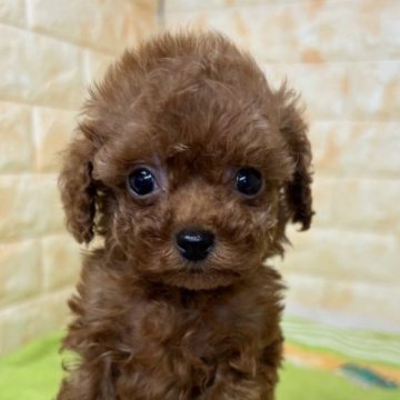 トイプードル(タイニー)【岐阜県・男の子・2023年3月17日・レッド】の写真「おめめクリクリ💜
極小プードル🐶」