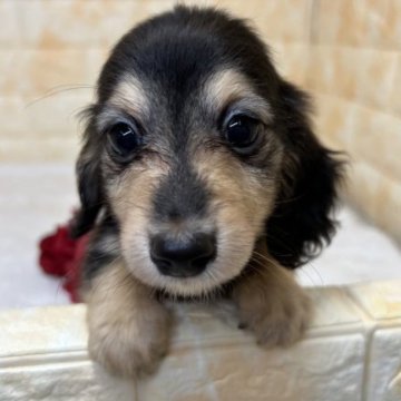 ミニチュアダックスフンド(ロング)【岐阜県・女の子・2023年5月7日・ブラック&タン】の写真「人が大好き！とても甘えん坊な女の子です💜」