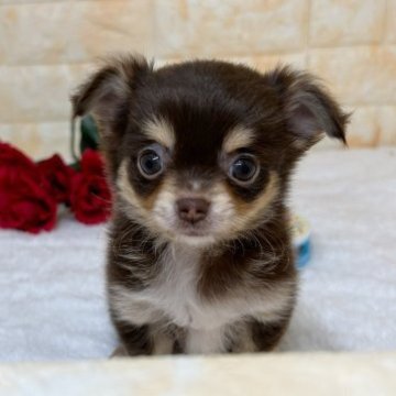 チワワ(ロング)【岐阜県・女の子・2023年4月23日・チョコ、タン&ホワイト】の写真「人の手が大好き、甘えん坊ガール💜」