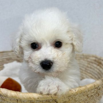 ビションフリーゼ【岐阜県・男の子・2023年12月2日・ホワイト】の写真「少しだけびびりな男の子です🐶」