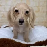 ミニチュアダックスフンド(ロング)【岐阜県・女の子・2024年3月18日・イエロー】の写真1