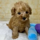 タイニープードル【岐阜県・男の子・2024年9月15日・レッド】の写真2