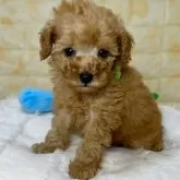 タイニープードル【岐阜県・男の子・2024年9月15日・レッド】の写真3