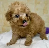 タイニープードル【岐阜県・男の子・2024年9月15日・レッド】の写真4