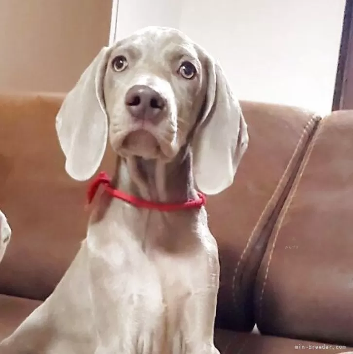 ID:2506-08097の子犬