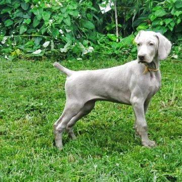 ワイマラナー【北海道・女の子・2025年5月21日・グレー】の写真「両親チャンピオンのかわいい子犬です。」