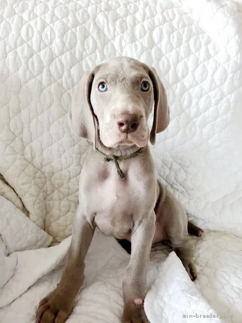 ID:2202-03566の子犬