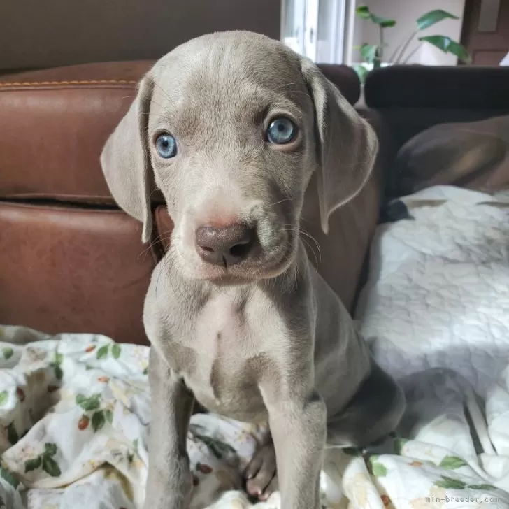 ID：2408-03104の子犬