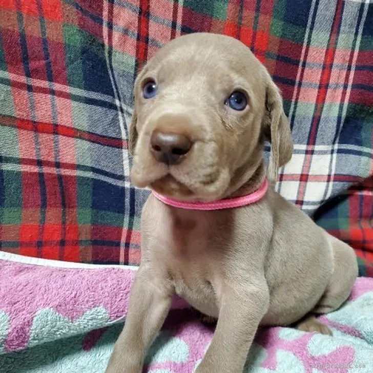 ID：2302-02259の子犬