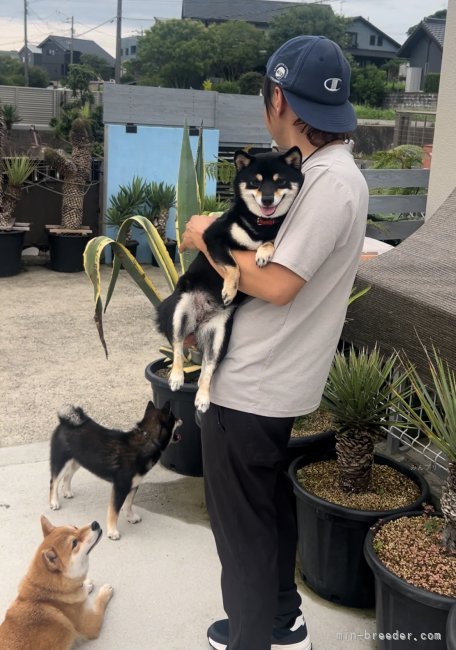 親犬みんな可愛いです💪✨｜川原　大貴(かわはら　だいき)ブリーダー(福岡県・柴犬など・日本犬保存会/KCジャパン登録)の紹介写真4