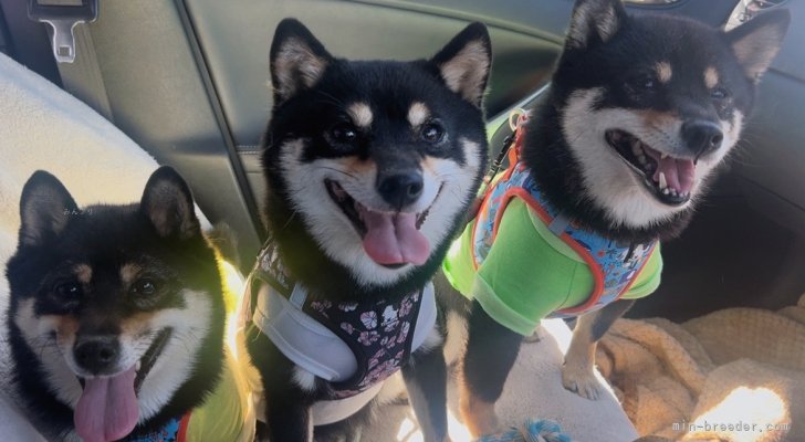皆んなお出かけ大好きです☺️｜川原　大貴(かわはら　だいき)ブリーダー(福岡県・柴犬など・日本犬保存会/KCジャパン登録)の紹介写真6