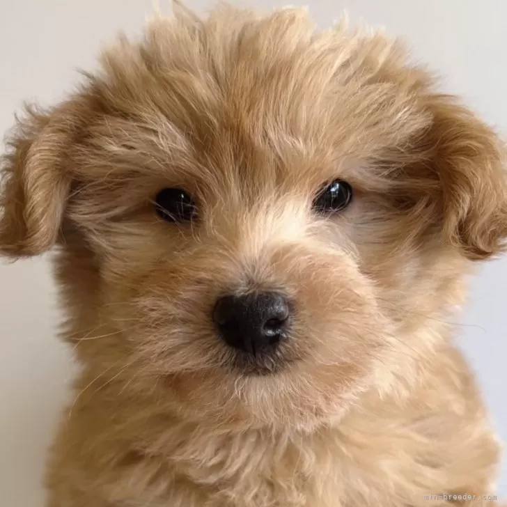 ボワモン 様のお迎えした子犬