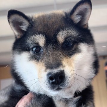 柴犬(豆柴)【福岡県・男の子・2024年8月17日・黒】の写真「まんまる可愛い豆柴の男の子🐷✨」