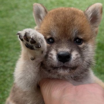 柴犬(標準サイズ)【福岡県・男の子・2025年8月16日・赤】の写真「可愛い柴犬の男の子🐶✨」