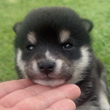 柴犬(豆柴)【福岡県・男の子・2025年8月26日・黒】の写真「可愛い豆柴の男の子🐶✨」