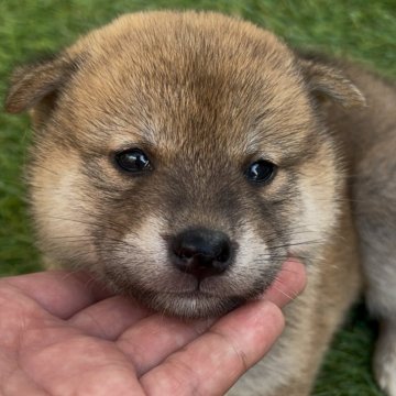 柴犬(標準サイズ)【福岡県・女の子・2025年9月12日・赤】の写真「可愛い柴犬女の子🐶✨」