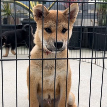 柴犬(標準サイズ)【福岡県・男の子・2024年7月21日・赤】の写真「イケメン柴の男の子🐶✨」