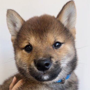 柴犬(標準サイズ)【福岡県・男の子・2024年9月4日・赤】の写真「小ぶりの赤柴の男の子🐶✨」