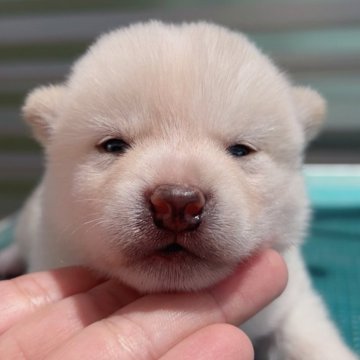 柴犬(標準サイズ)【福岡県・男の子・2025年7月10日・白】の写真「納豆の日生まれ!白柴の男の子🐶✨」