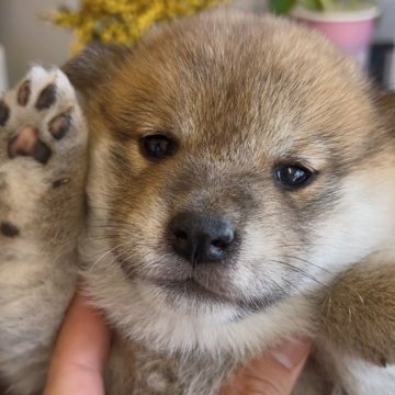 柴犬(標準サイズ)【福岡県・女の子・2025年3月7日・赤】の写真「まんまる可愛い柴犬の女の子🐶✨」