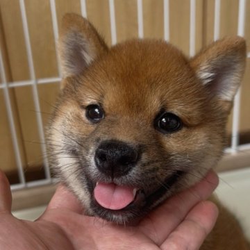 柴犬(豆柴)【福岡県・男の子・2025年4月17日・赤】の写真「大きめの豆柴の女の子🐶✨」