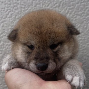柴犬(標準サイズ)【福岡県・女の子・2025年9月12日・赤】の写真「可愛い柴犬女の子🐶✨」
