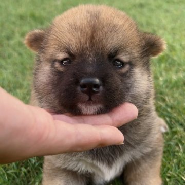 柴犬(標準サイズ)【福岡県・女の子・2025年7月10日・赤】の写真「納豆の日生まれ!赤柴の女の子🐶✨」