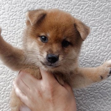 豆柴【福岡県・男の子・2025年8月18日・赤】の写真「可愛い豆柴の男の子🐶✨」