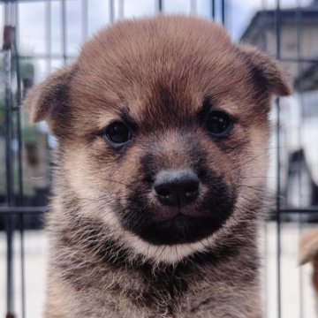 柴犬(標準サイズ)【福岡県・女の子・2024年10月9日・赤】の写真「可愛い柴の女の子🐶✨」