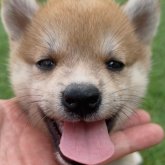柴犬(標準サイズ)