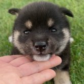 柴犬(標準サイズ)