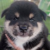 柴犬(標準サイズ)