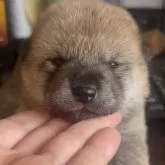 柴犬(標準サイズ)