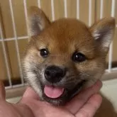 豆柴