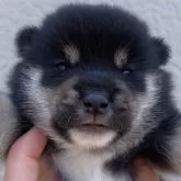 柴犬(標準サイズ)