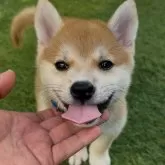 柴犬(標準サイズ)