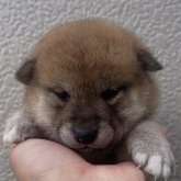柴犬(標準サイズ)