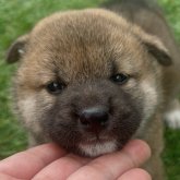柴犬(標準サイズ)