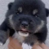 柴犬(標準サイズ)