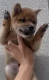 豆柴【福岡県・男の子・2025年4月17日・赤】の写真4