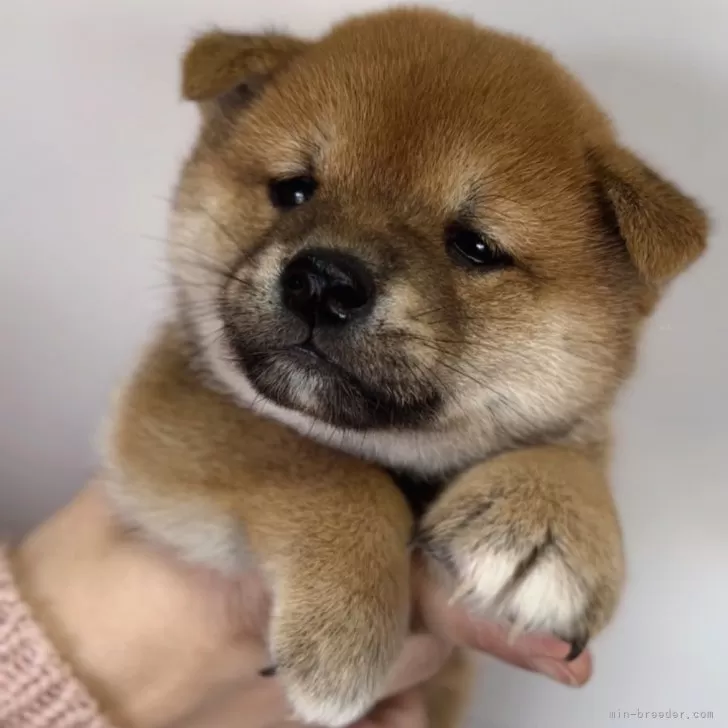 ID：2401-05566の子犬