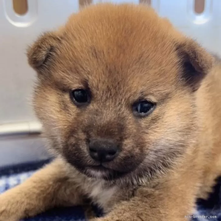 ID:2312-03252の子犬