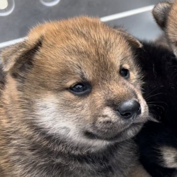 柴犬(標準サイズ)【福岡県・男の子・2023年5月18日・赤】の写真「まんまる可愛い柴犬の男の子」