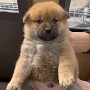 柴犬(標準サイズ)【福岡県・男の子・2023年8月8日・赤】の写真「良血統✨ 
まんまる可愛い男の子🐶」