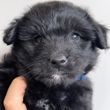 ミックス(豆柴×トイプードル)【福岡県・女の子・2024年9月19日・ブラック ホワイト】の写真「お母さん豆柴×お父さんトイプードル🐶」