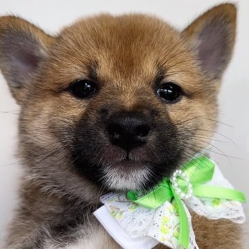 柴犬(豆柴)【福岡県・女の子・2024年8月6日・赤】の写真「愛嬌たっぷりの女の子🐶✨」