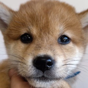 柴犬(標準サイズ)【福岡県・男の子・2024年8月20日・赤】の写真「小ぶりで良色🌈
可愛い柴の男の子🐶✨」