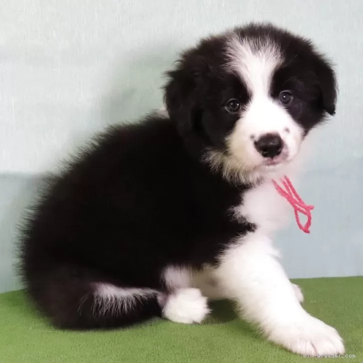 ID：2506-00437の子犬